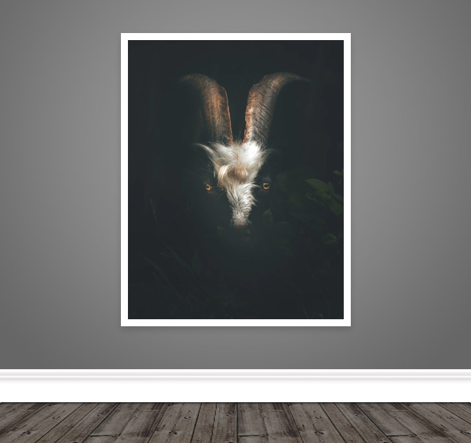 Hiding Goat Print